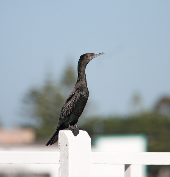 cormorant2.jpg