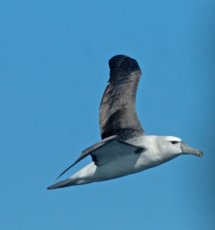 bullers-albatross2