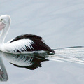h-pelican060516a.jpg
