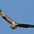 Sea Eagle Juvenile 1