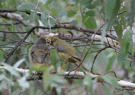 bellbird-feeding-young