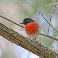 scarlet-robin
