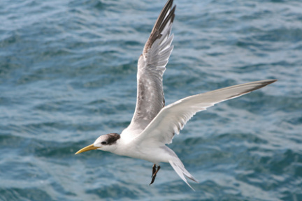Crested Tern 3
