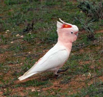 major-mitchell-cockatoo