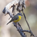 yellow-robin
