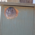 owlet-nightjar-box