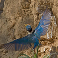 sacred-kingfisher4.jpg