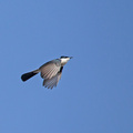 restless-flycatcher