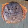 owlet-nightjar-box.jpg