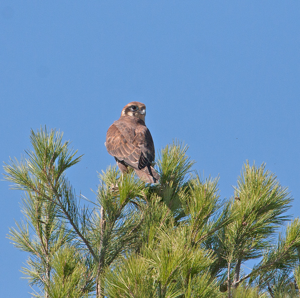 brown-falcon