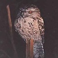 frogmouth2