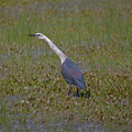 White-necked-Heron-2.jpg