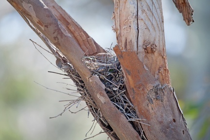 wb-wood-swallow-nest