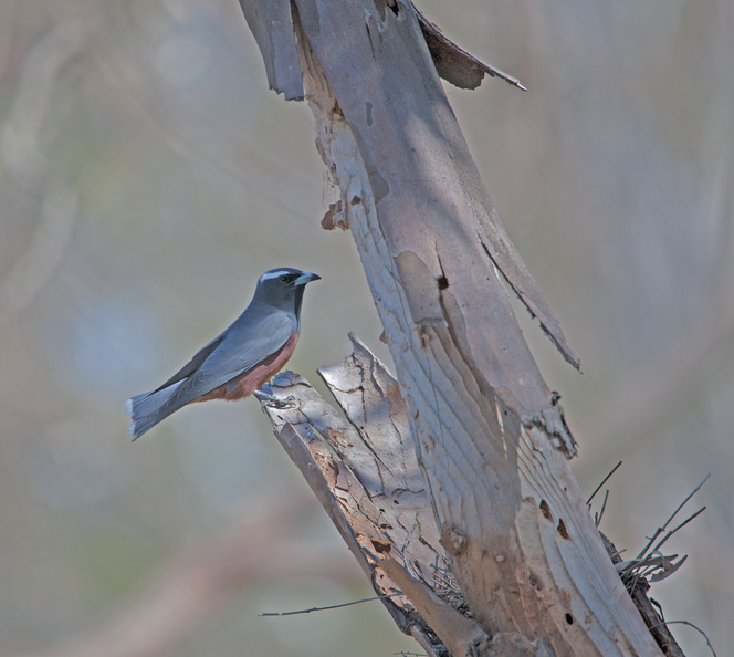 wb-woodswallow-at-nest-2.jpg