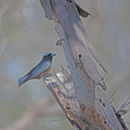 wb-woodswallow-at-nest-2