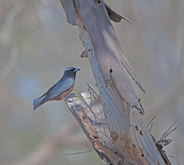 wb-woodswallow-at-nest-2