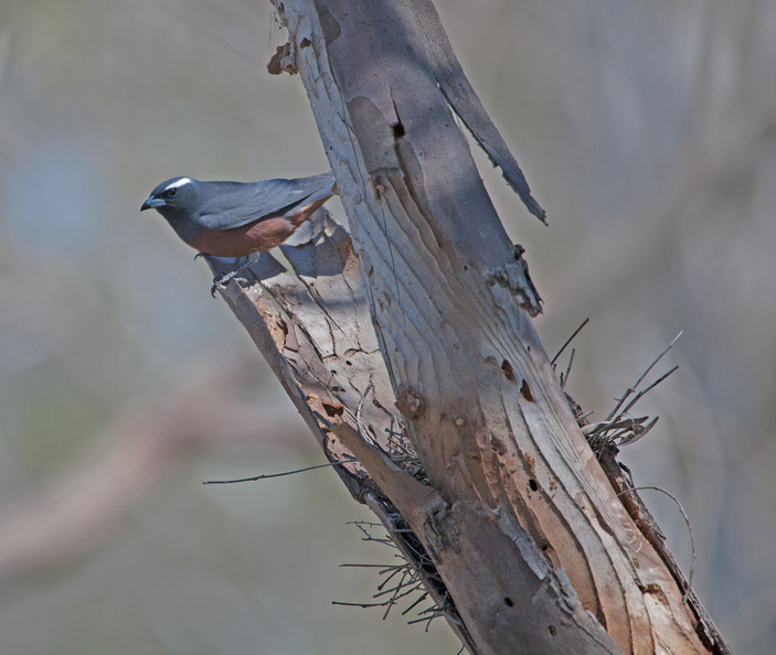 wb-woodswallow-at-nest.jpg