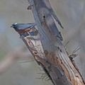 wb-woodswallow-at-nest
