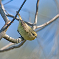 yellow-thornbill