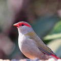 red-browed-finch-a