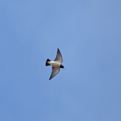Woodswallows
