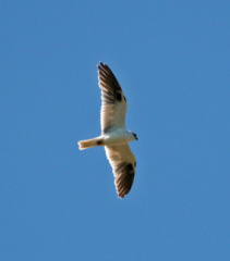 Black Shouldered Kite 1