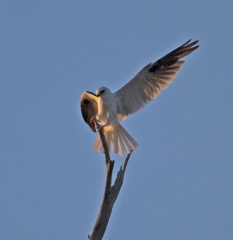 black-shouldered-kite-1