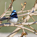 blue-wren-male-110923