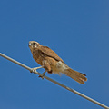 brown-falcon.jpg