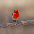 red-capped-robin-terrick