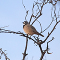 crested-bellbird-IMG 1992