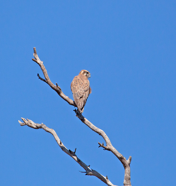 brown-falcon-IMG_2087.jpg