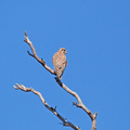 brown-falcon-IMG 2087