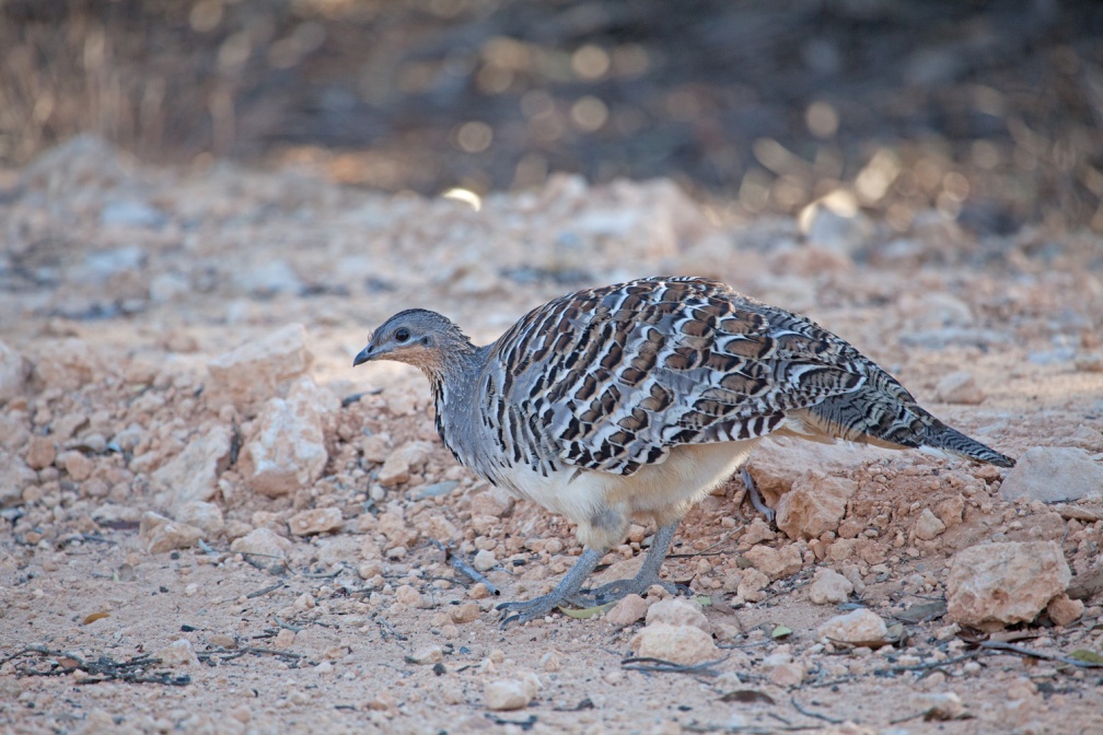 mallee-fowl-IMG 1912