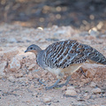 mallee-fowl-IMG 1912