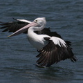 pelican-IMG_0005-Edit.jpg