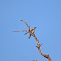 noisy-friarbird-IMG_1722.jpg