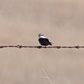 white-backed-swallow2-IMG 1771
