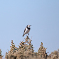 white-fronted-chat-IMG 1785