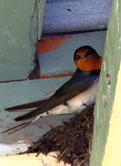 welcome-swallow-nest050920