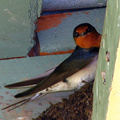 welcome-swallow-nest050920