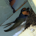 welcome-swallow-nest050920a
