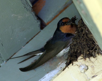 welcome-swallow-nest050920a