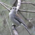 grey-shrike-thrush-1