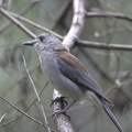 grey-shrike-thrush-2