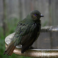 bower-bird-f060616b1
