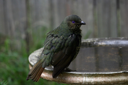 bower-bird-f060616b1