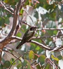 bronze-cuckoo