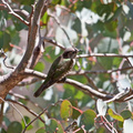 bronze-cuckoo
