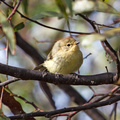 yellow-thornbill-IMG 3408